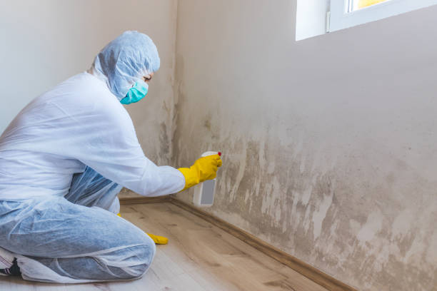Licensed Basement Mold Remediation service in Odessa, FL - WQB Mold Removal
