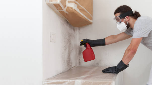 Professional Basement Mold Remediation technician working in Odessa, FL