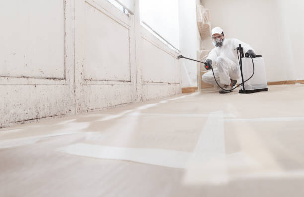 24/7 Emergency Basement Mold Remediation experts in Odessa, FL