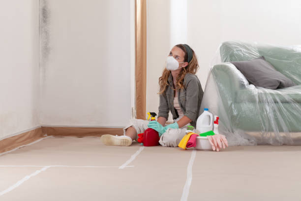 Reliable Basement Mold Remediation contractor in Odessa, FL by WQB Mold Removal