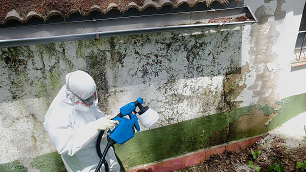 Top rated local Basement Mold Remediation specialists in Odessa, FL